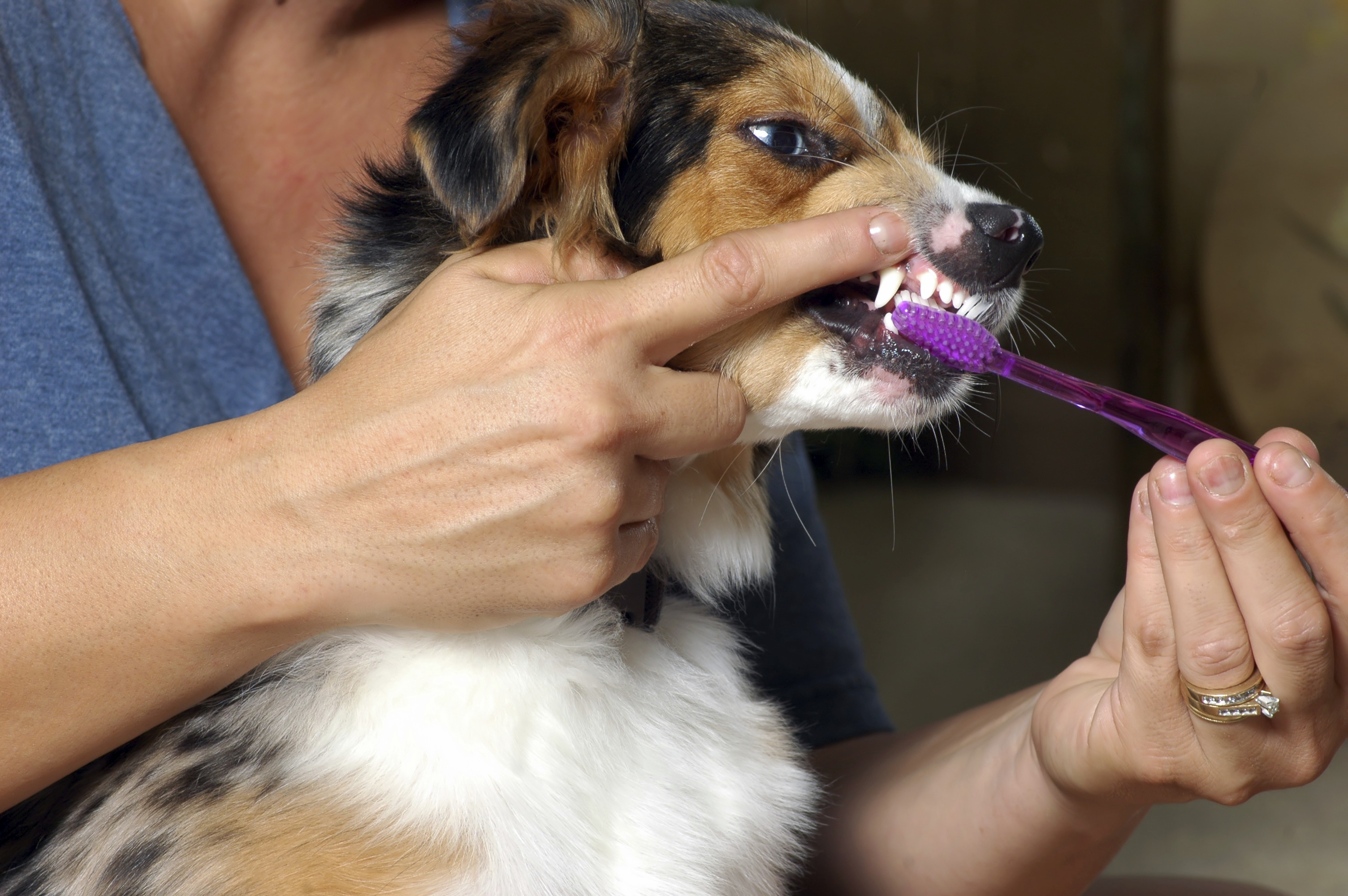 Двойные зубы у собак: что это такое и как им управляться?