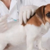 Вакцинация собак - Выездная ветеринарная служба Невод, Екатеринбург