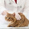 Вакцинация кошек - Выездная ветеринарная служба Невод, Екатеринбург