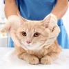 Кастрация котов - Выездная ветеринарная служба Невод, Екатеринбург