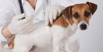 Вакцинация собак - Выездная ветеринарная служба Невод, Екатеринбург