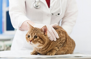 Вакцинация кошек - Выездная ветеринарная служба Невод, Екатеринбург
