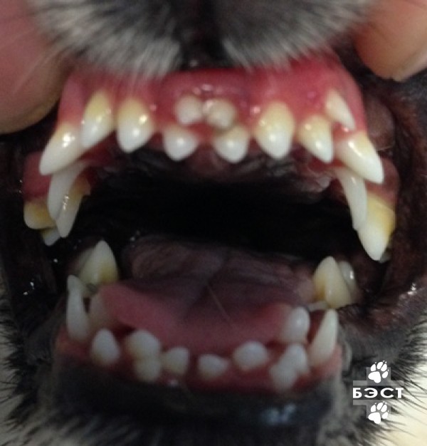 Смена зубов у щенка - Выездная ветеринарная служба Невод, Екатеринбург