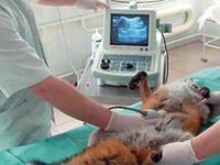 Заболевание почек: ранняя диагностика - Выездная ветеринарная служба Невод, Екатеринбург