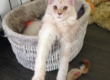 Продается кошка породы Мей Кун 15000 руб